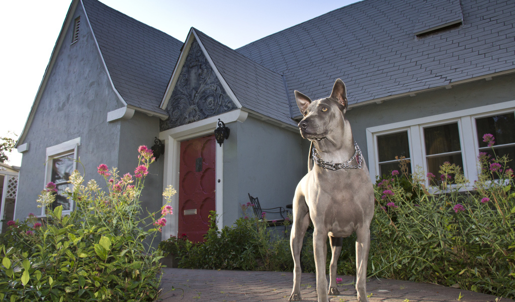 Тайский риджбек охраняет дом