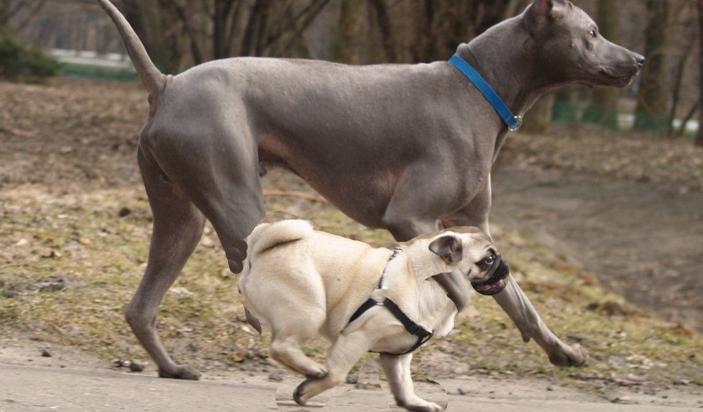 Тайский риджбек наперегонки с мопсом