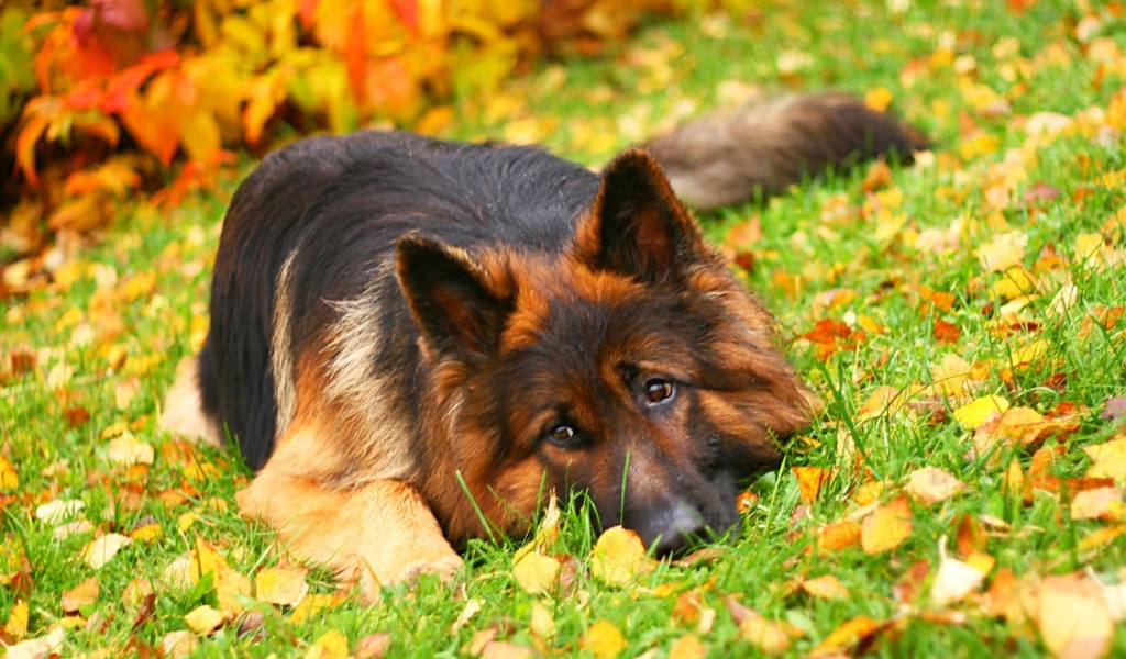 Немецкая овчарка лежит среди осенних листьев