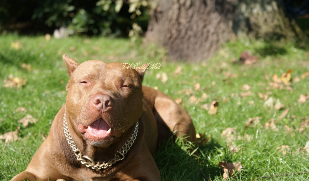 Питбуль лежит на траве