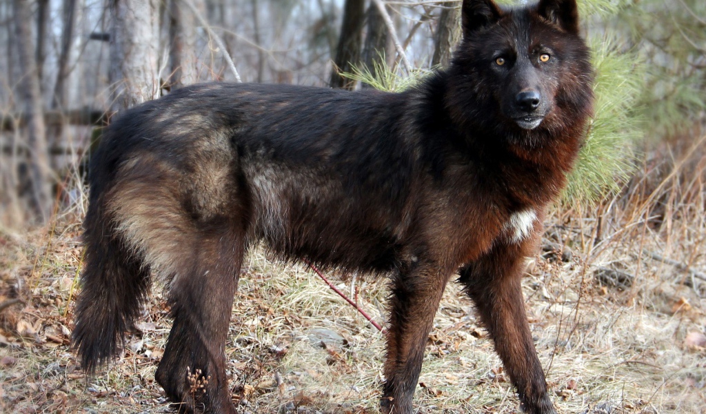 Дикая собака