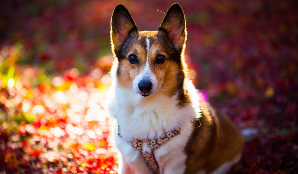 Внимательный взгляд друга