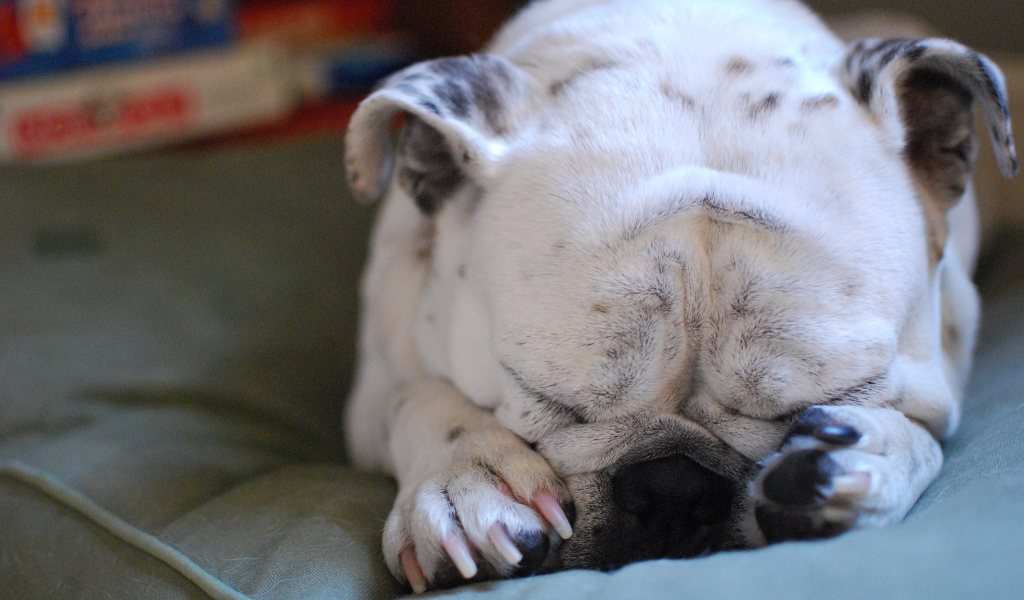 Бульдог закрыл морду лапами