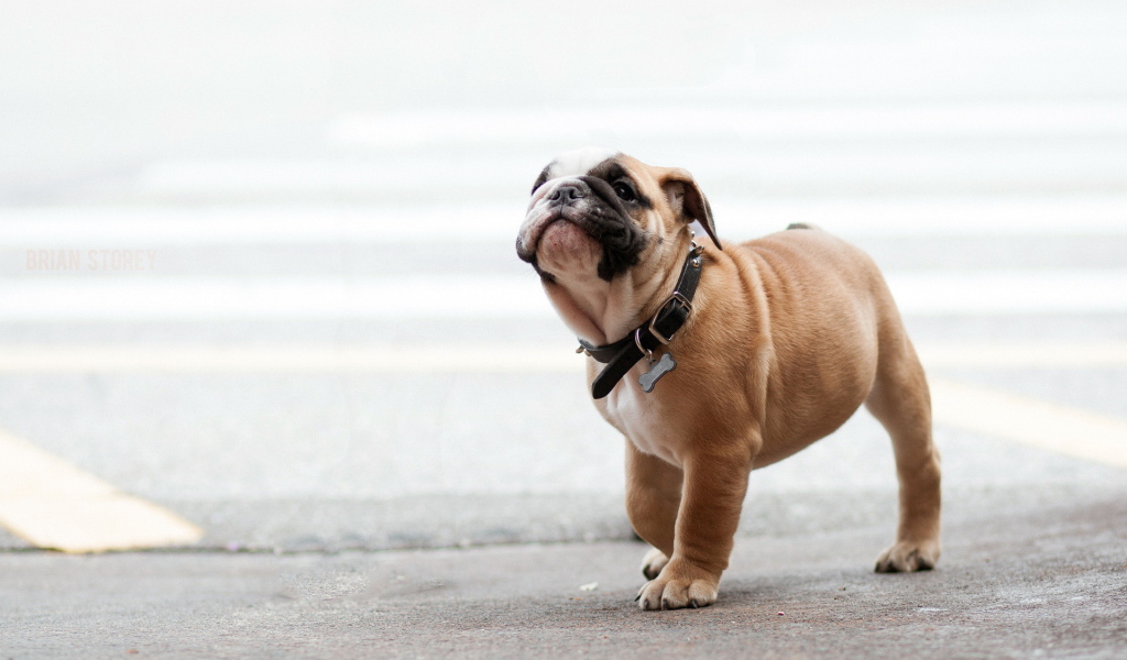 Собака на прогулке