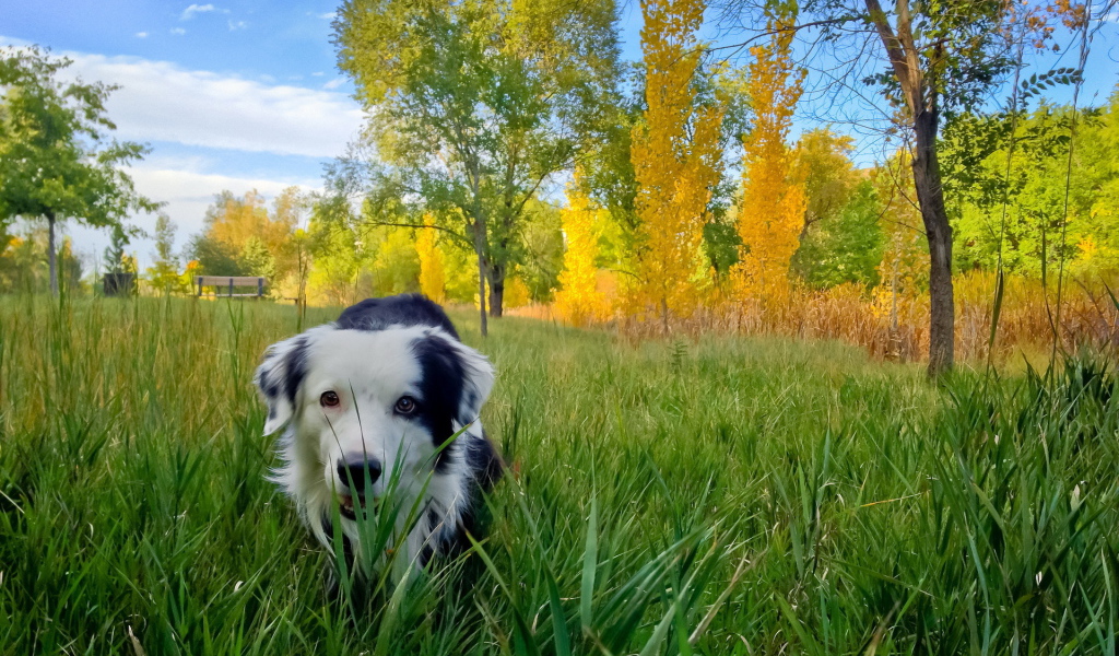 Собака в осеннем парке