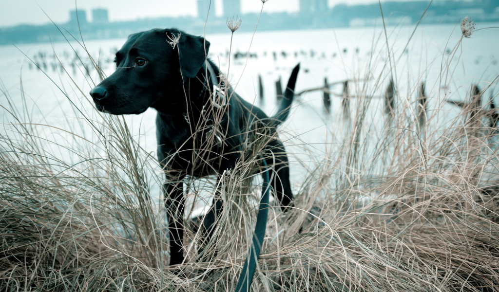 Собака в траве у озера