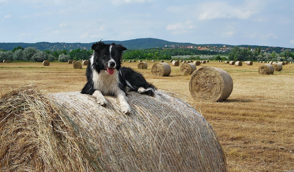 Собака на сене
