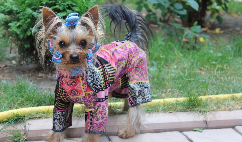 Собака в стильной одежде