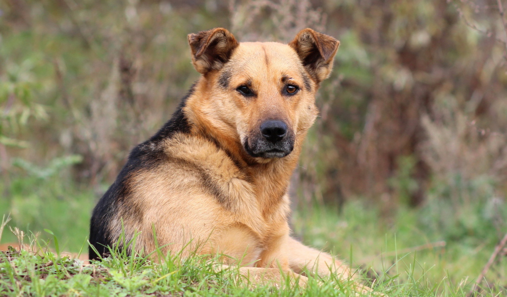 Собака лежит на траве