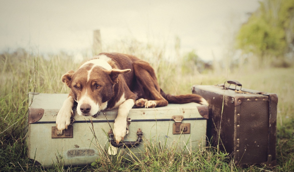 Собака лежит на чемодане