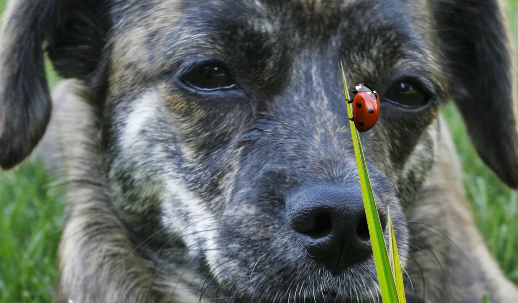 Собака смотрит на божью коровку