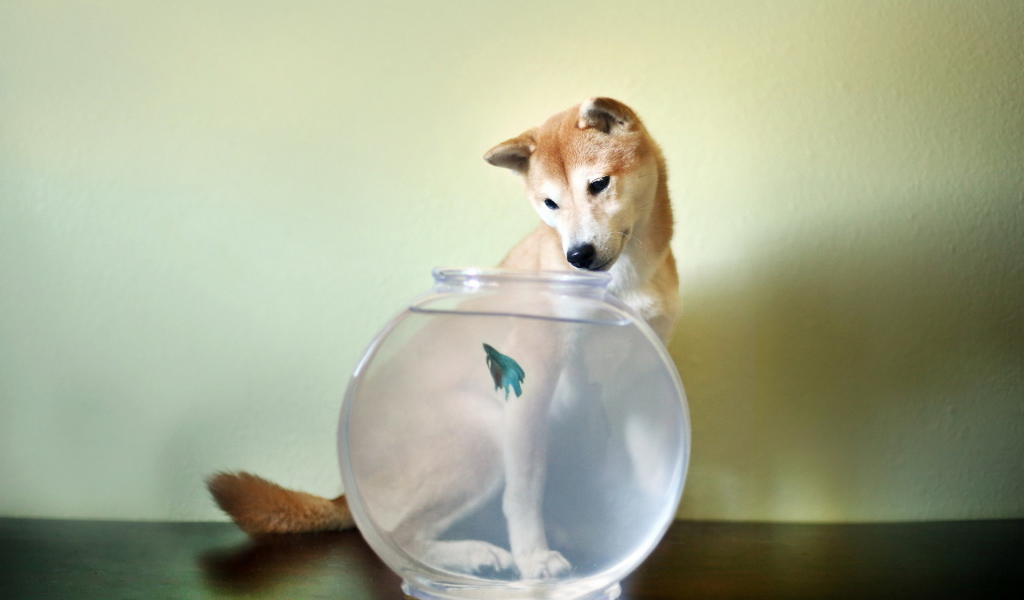 Собака смотрит на рыбу