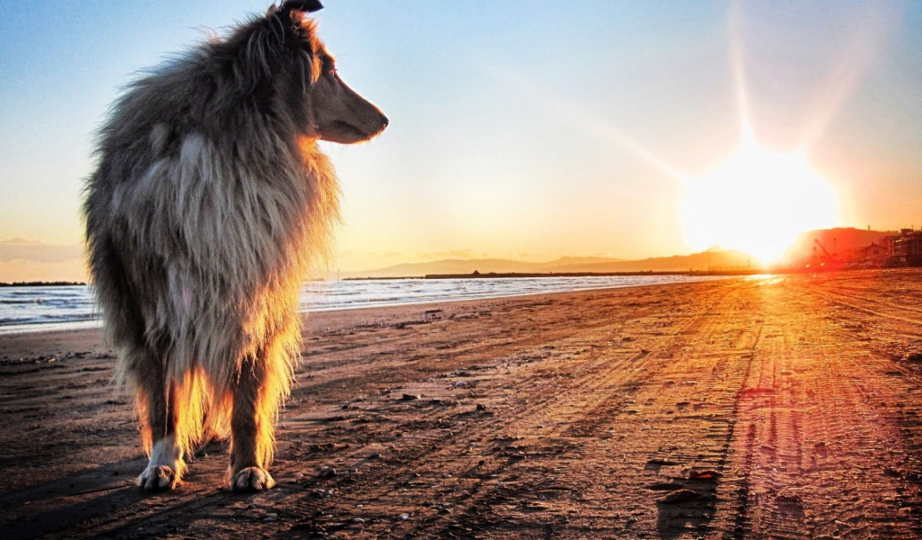 Собака смотрит на закат