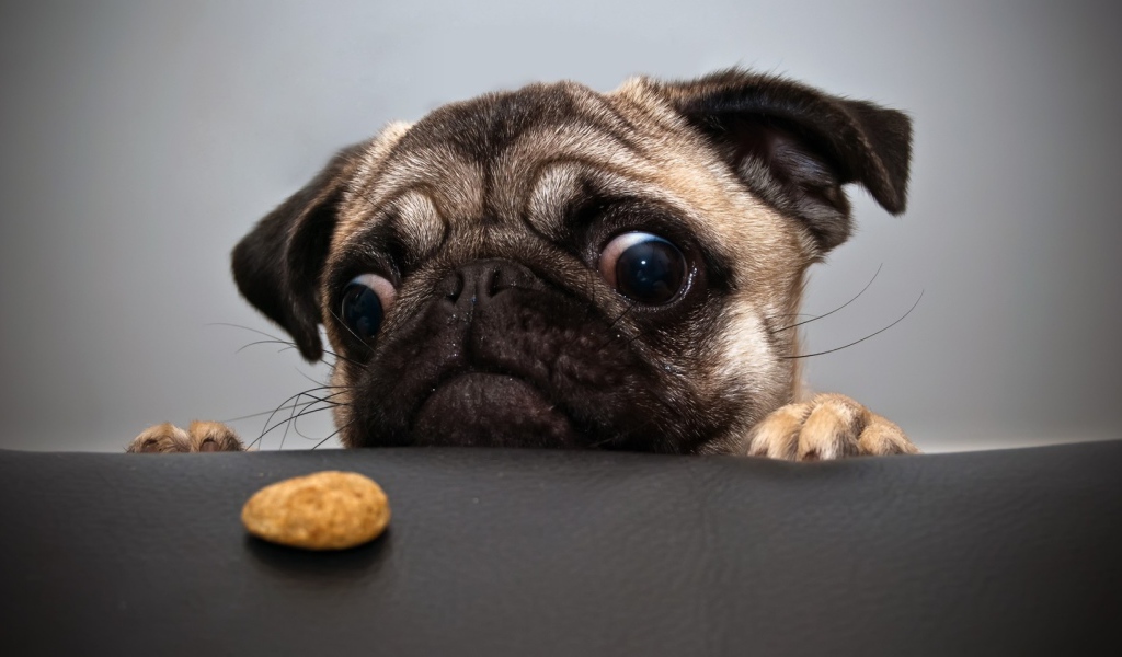 Собака смотрит на еду