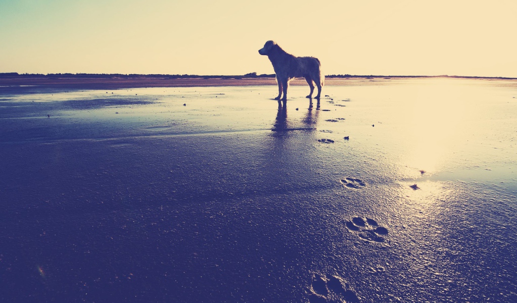 Собака на пляже