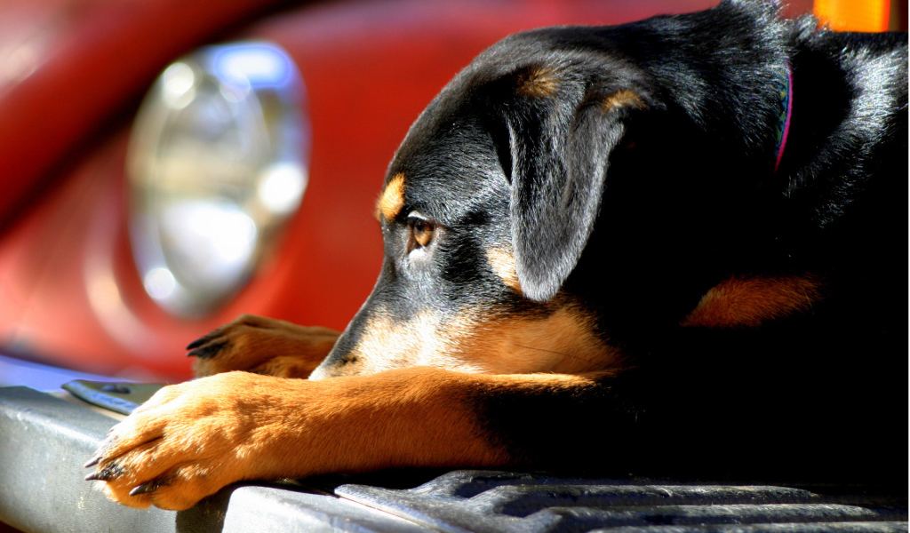 Собака на бампере