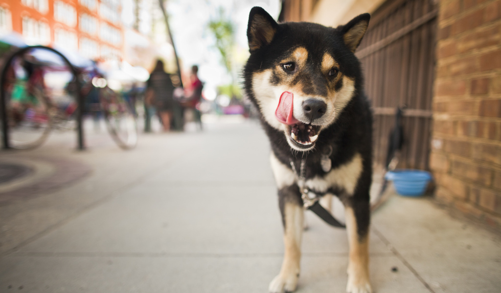 Собака на улице