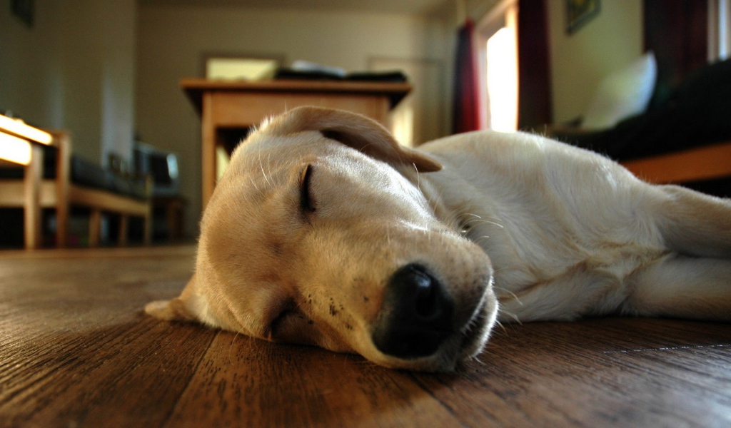 Собака спит на полу