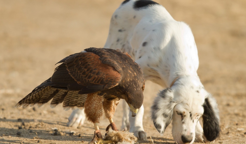 Собака тоже хочет кушать