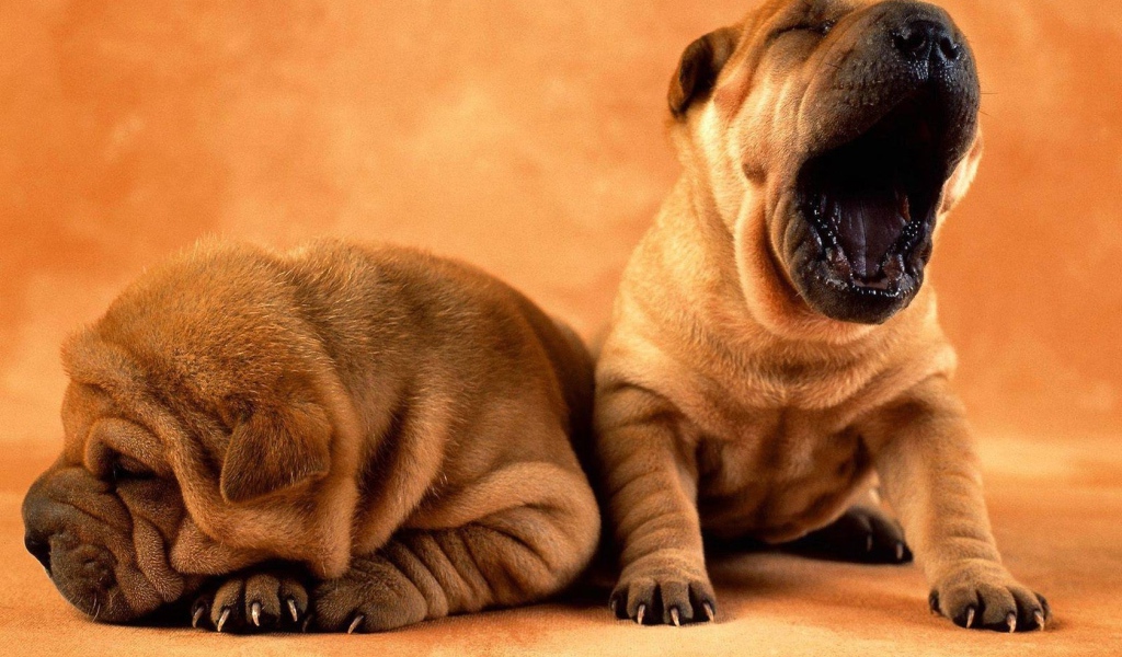 Собака хочет спать