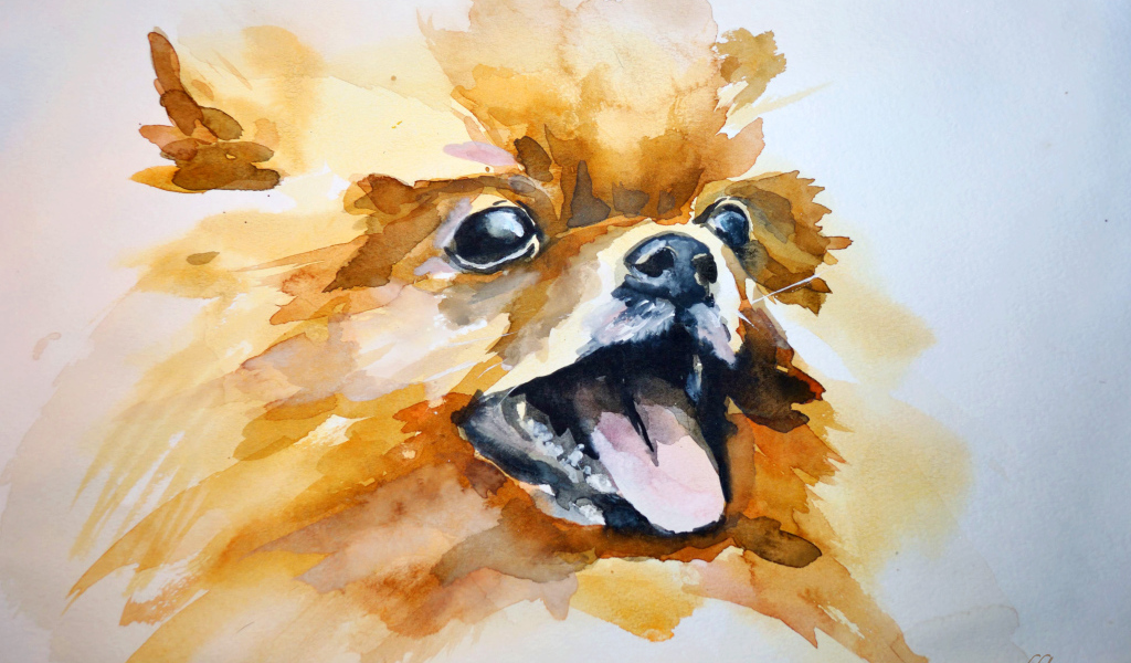 На рисунке шпиц