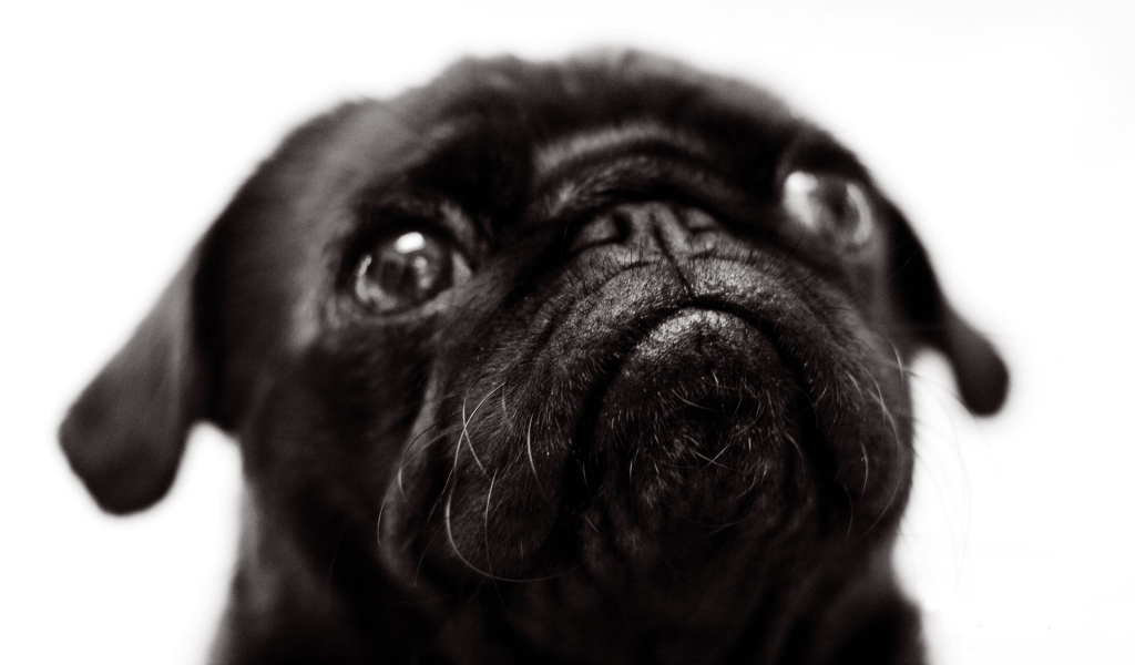 Морда черной собаки