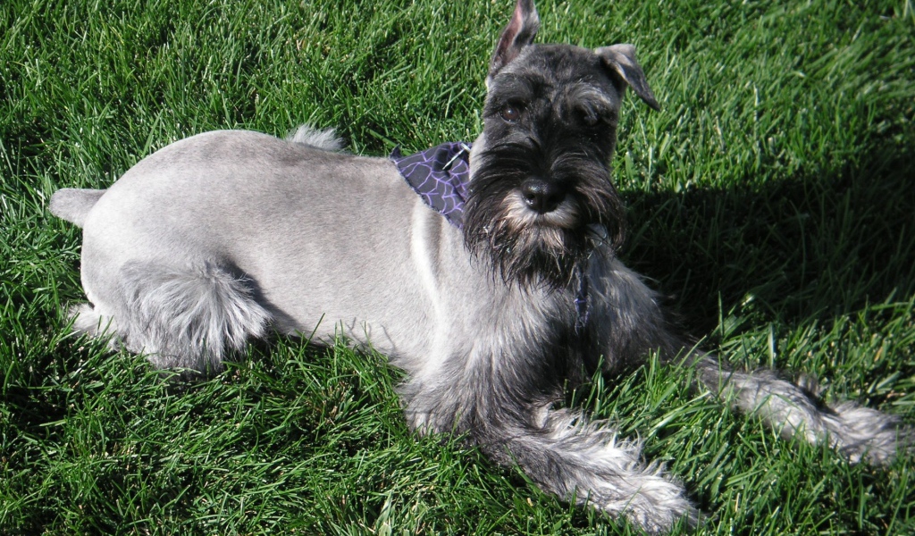 Девятимесячный шнауцер на траве