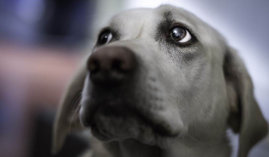 Взгляд собаки