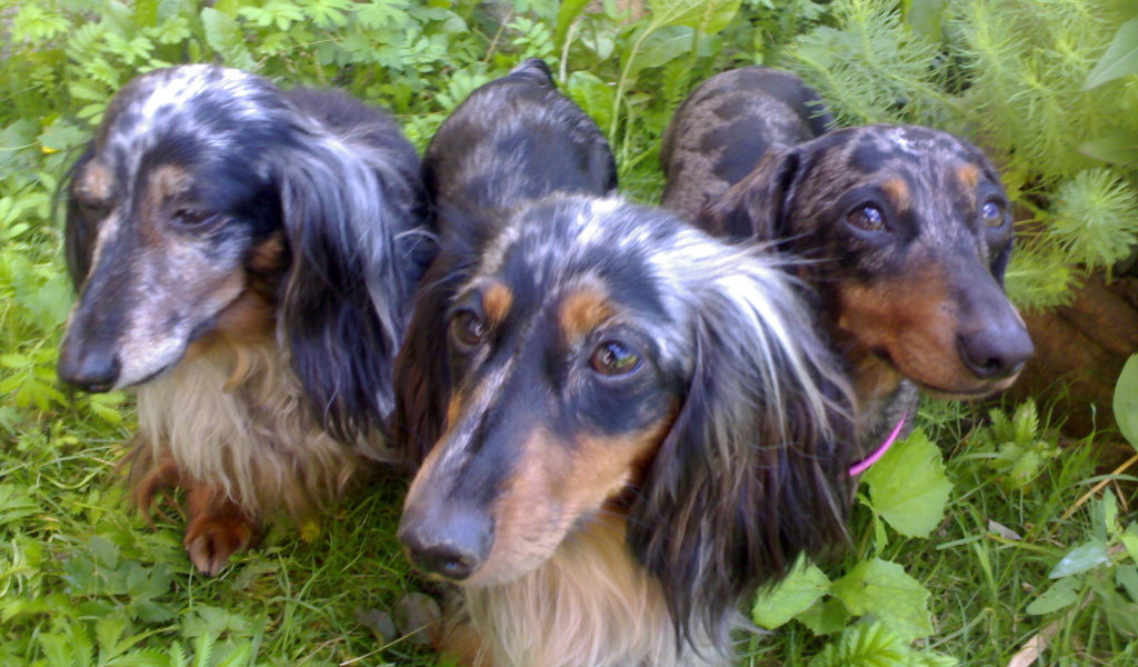 Трио такс в зарослях