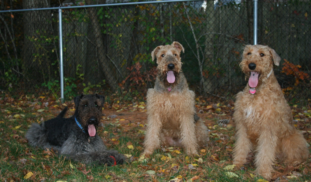 Три эрдельтерьера на охране