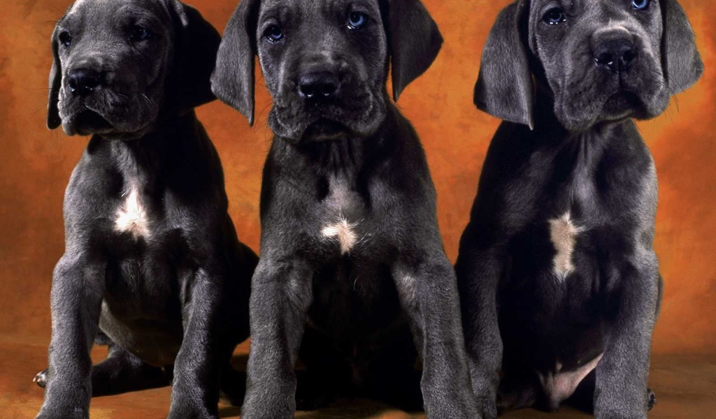 Три щенка добермана