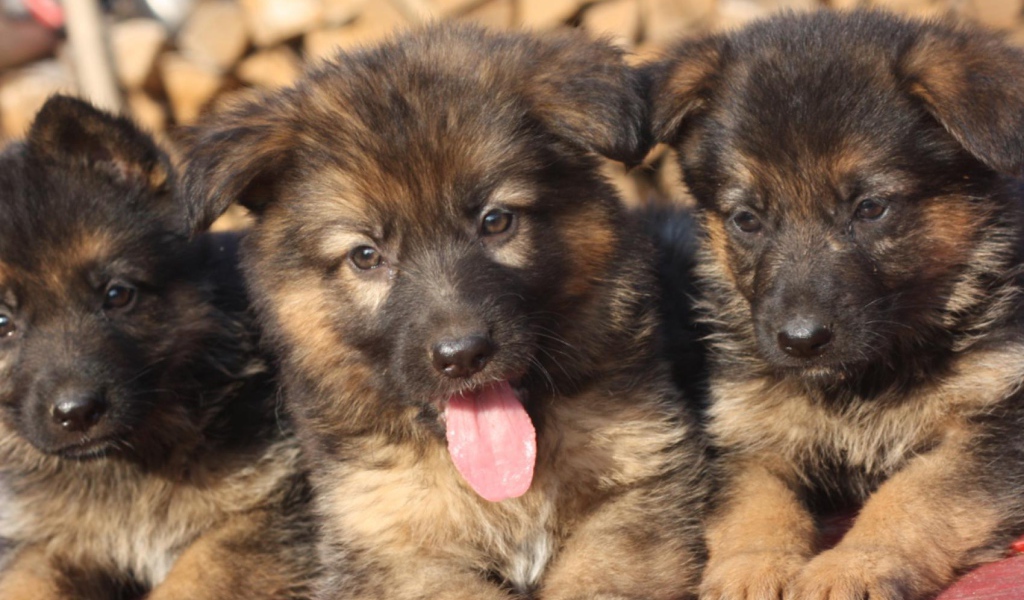 Три щенка немецкой овчарки
