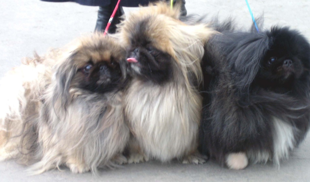 Три пекинеса на прогулке