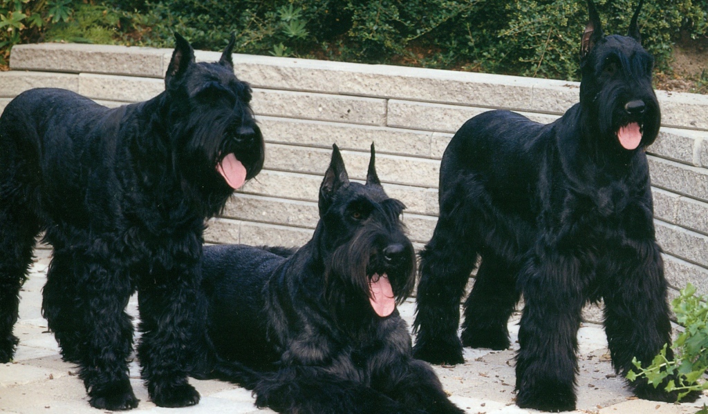 Три больших шнауцера