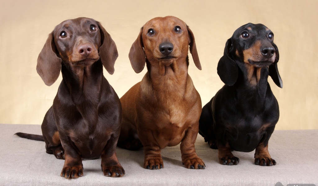 Три таксы смотрят вверх