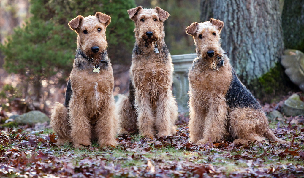 Три собаки эрдельтерьера
