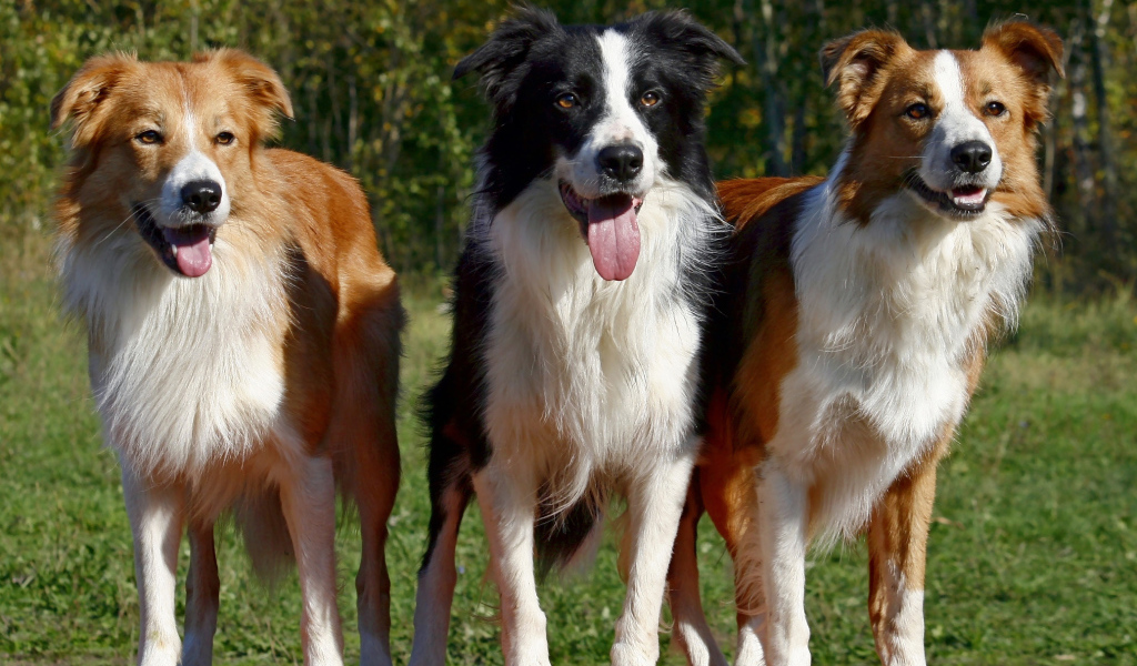 Три собаки породы колли