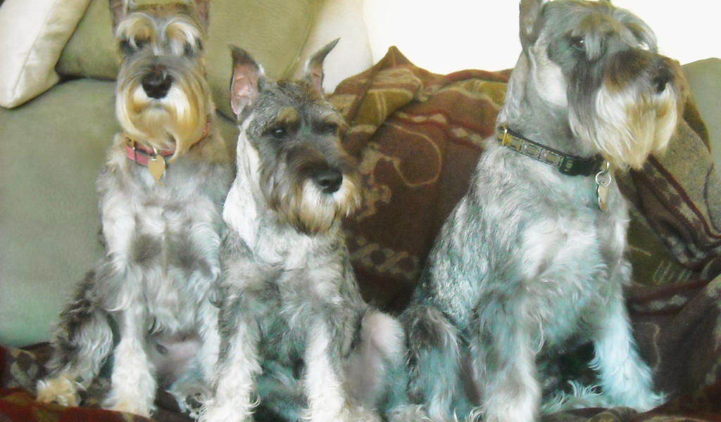 Три собаки шнауцера