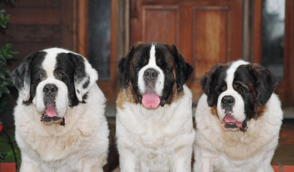Три больших сенбернара