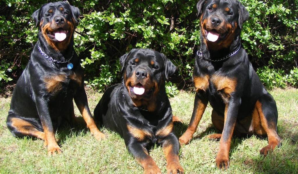 Три друга ротвейлера
