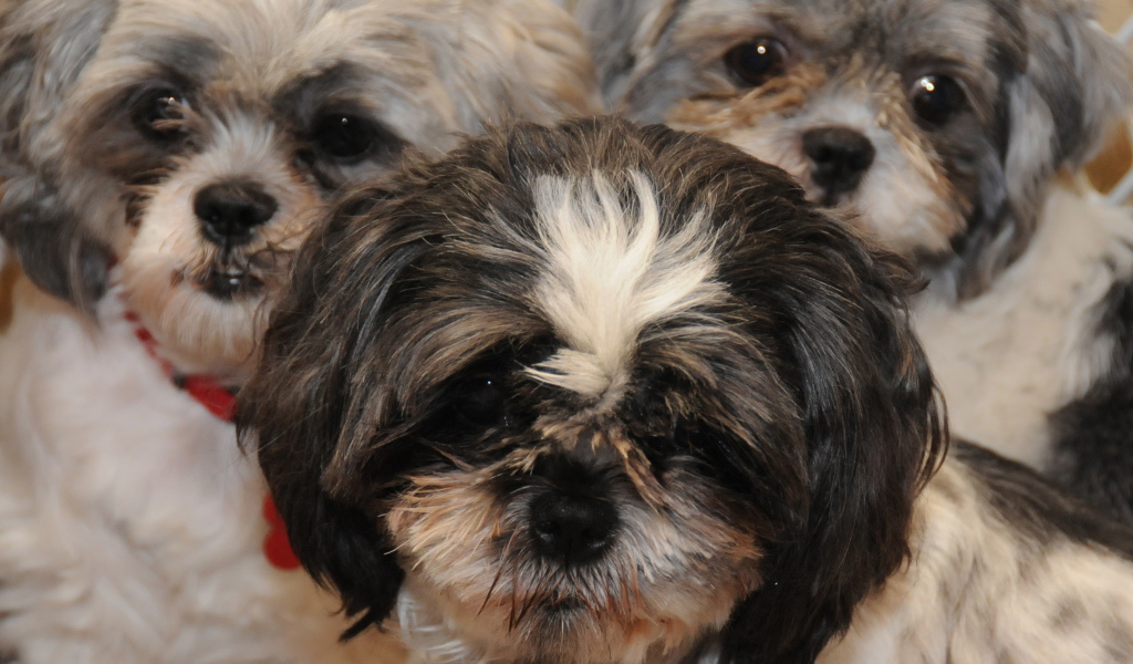 Три друга шитцу