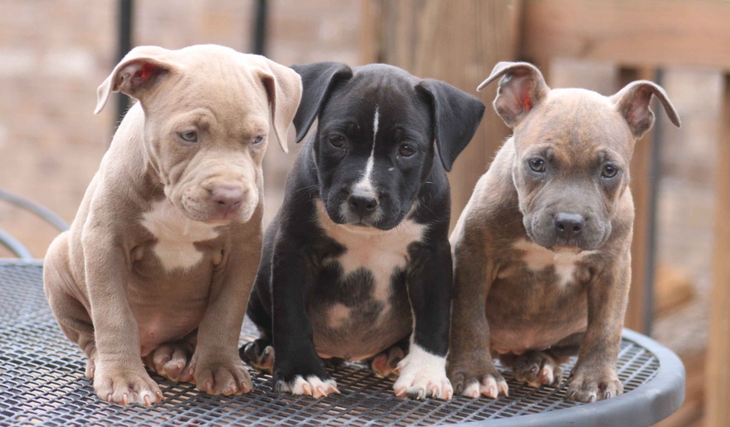 Три щенка питбуля