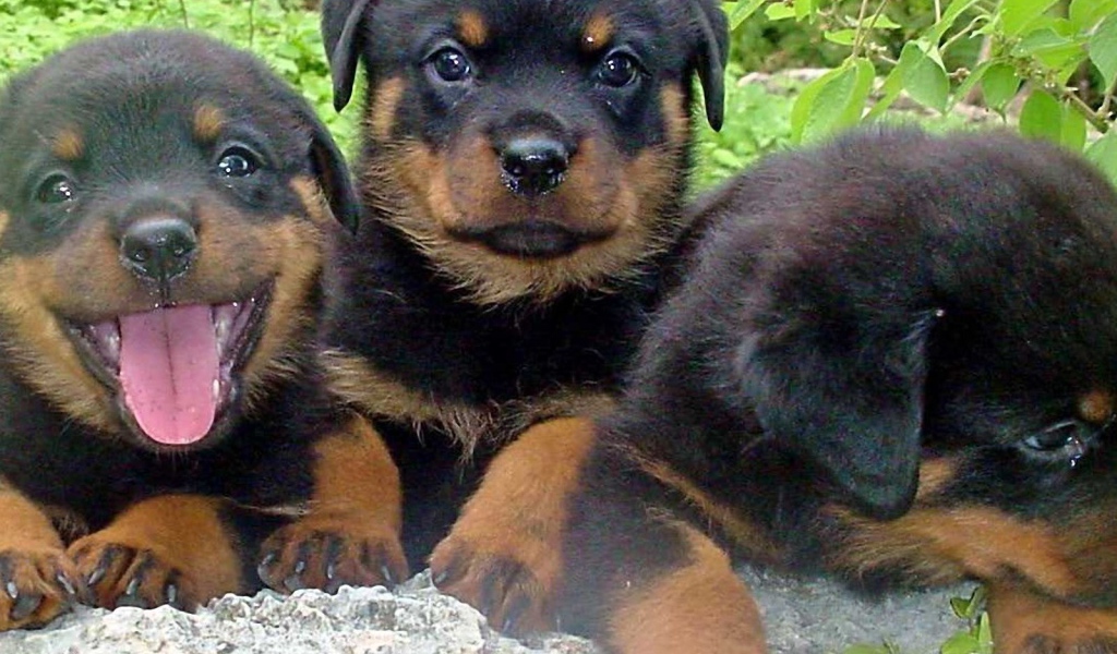 Три щенка ротвейлера