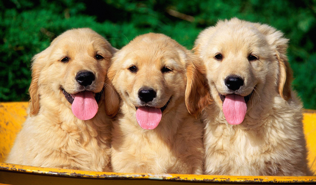 Три щенка ретривера