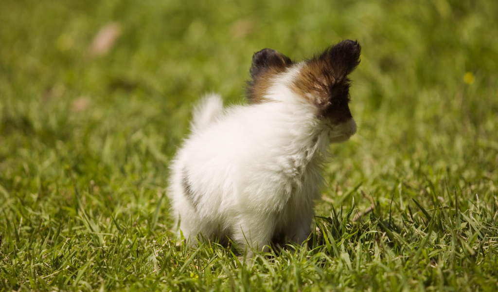 Крошечный японский хин