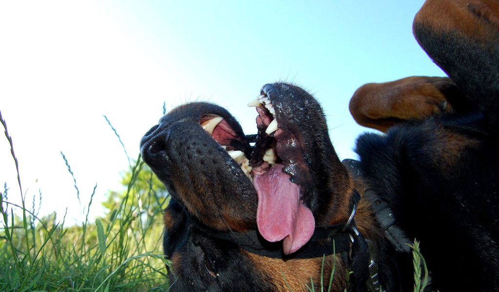 Уставший ротвейлер лежит на траве