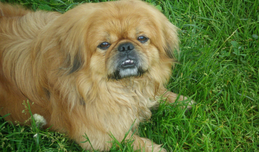 Зубастый пекинес на траве