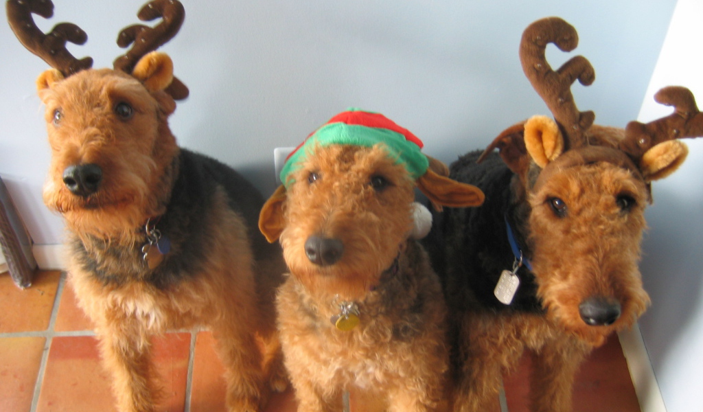 Тройка рождественских эрдельтерьеров