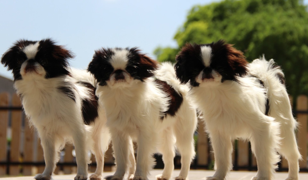 Тройка собак японский хин