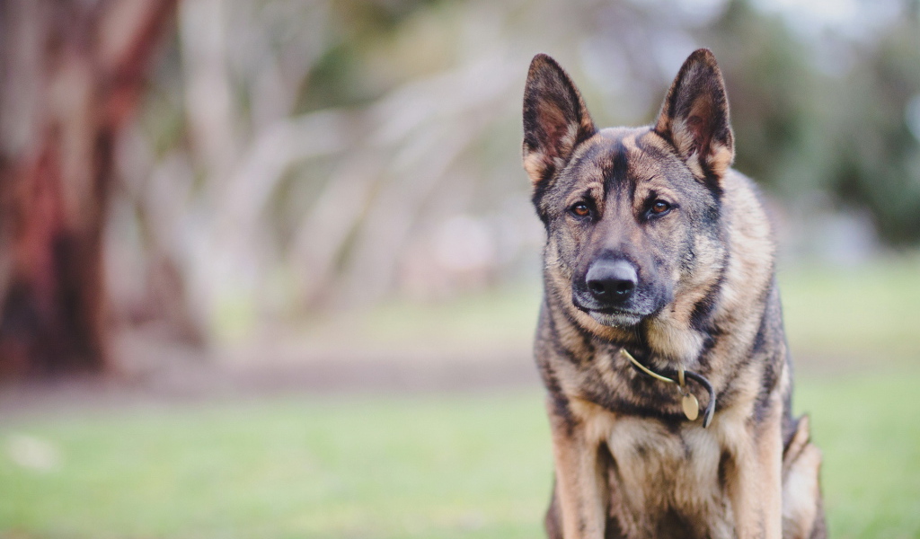 Верный друг человека
